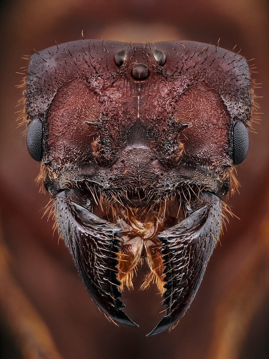 Portrait de reine de fourmi Atta mexicana