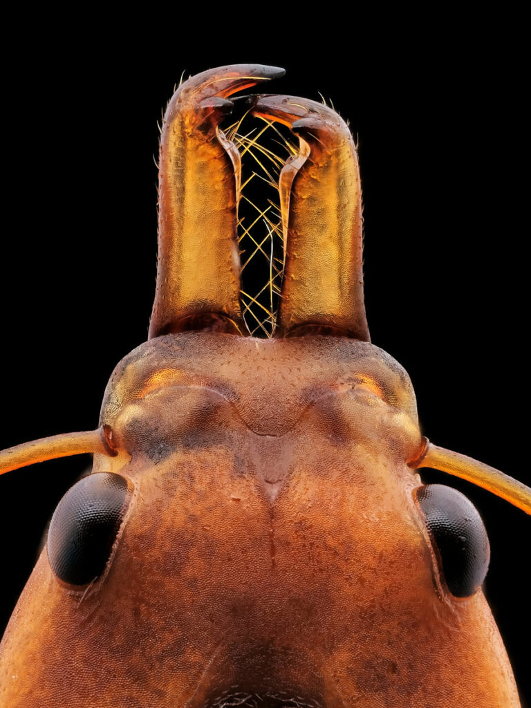 Mandibules de fourmi Daceton armigerum sur fond noir