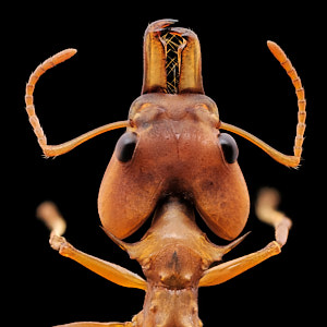 Daceton armigerum, une fourmi arboricole