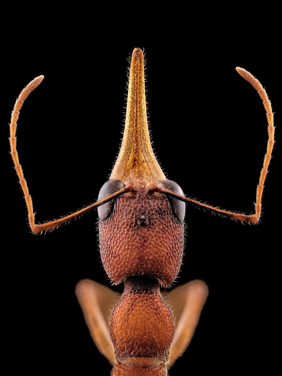 Portrait de fourmi faucille, Harpegnathos saltator