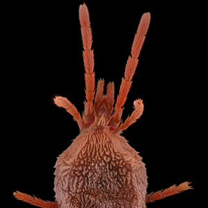 Trombidiidae, petit acarien rouge sur fond noir