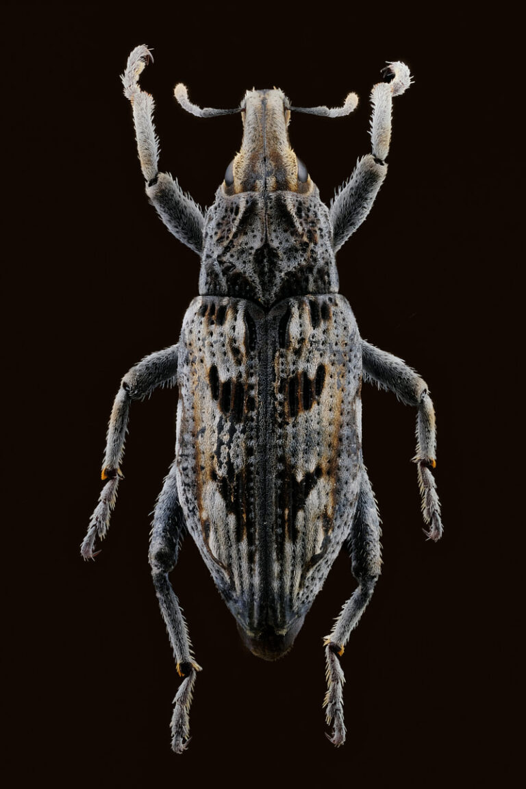 Charançon Coniocleonus excoriatus sur fond noir