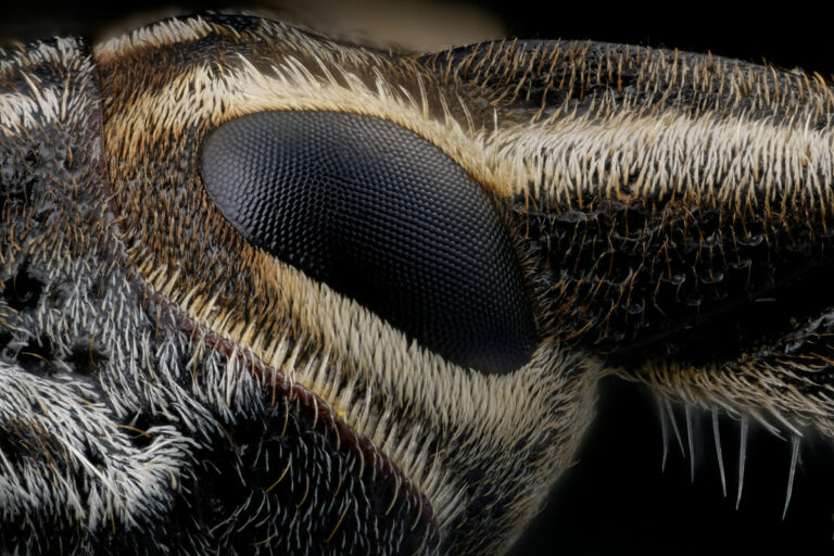Détail oeil de charançon Coniocleonus excoriatus