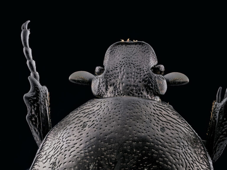 Tête de la cétoine noire, Netocia morio, vue de dessus, sur fond noir