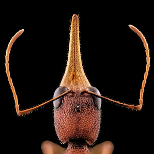 Vignette de fourmi sauteuse Harpegnathos saltator