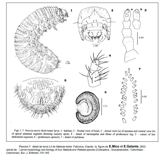 Planche de dessin illustration de larve de cétoine Netocia morio