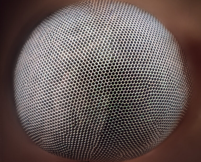 Gros plan sur l'oeil à facettes de Italochrysa italica, une chrysope