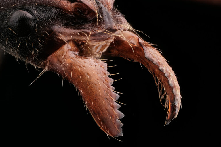 Mandibules de fourmi Pachycondyla crassinoda