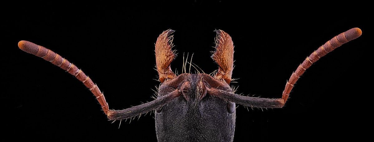 Tête de fourmi Pachycondyla crassinoda vue de dessus
