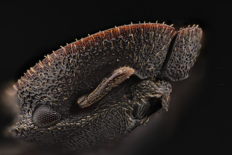 Tête de fourmi-tortue, Cephalotes pallens de face