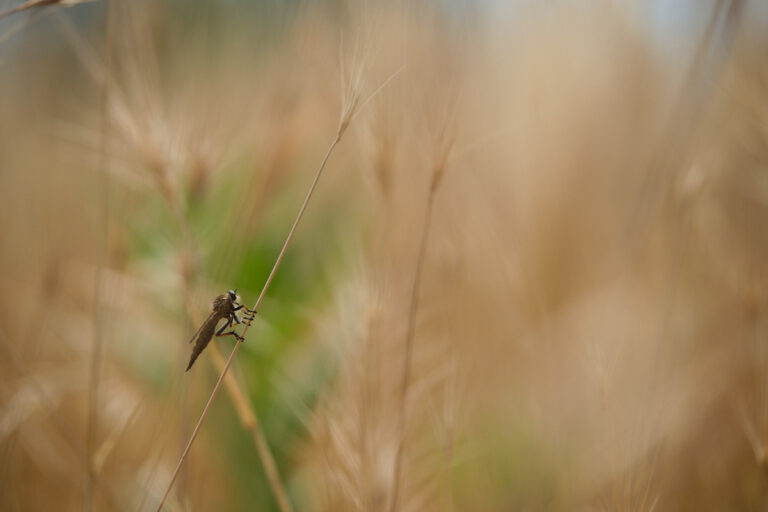 Une mouche prédatrice, Asilidae, à son poste de gué
