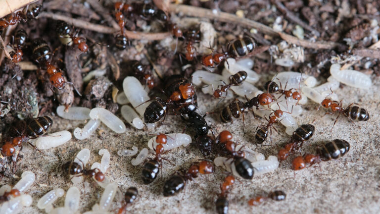 Nid de fourmi Camponotus lateralis