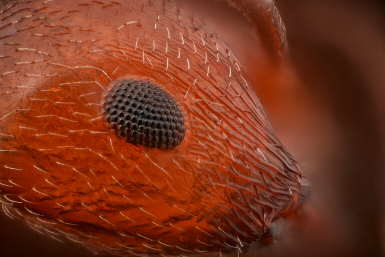 Oeil de fourmi Crematogaster scutellaris