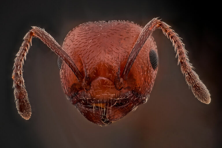 Portrait de fourmi Crematogaster scutellaris