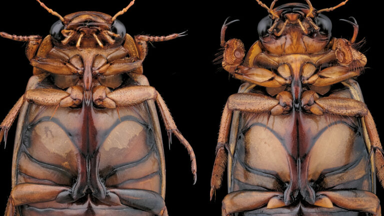 Face ventrale d'un couple de dytiques, Dytiscus pisanus