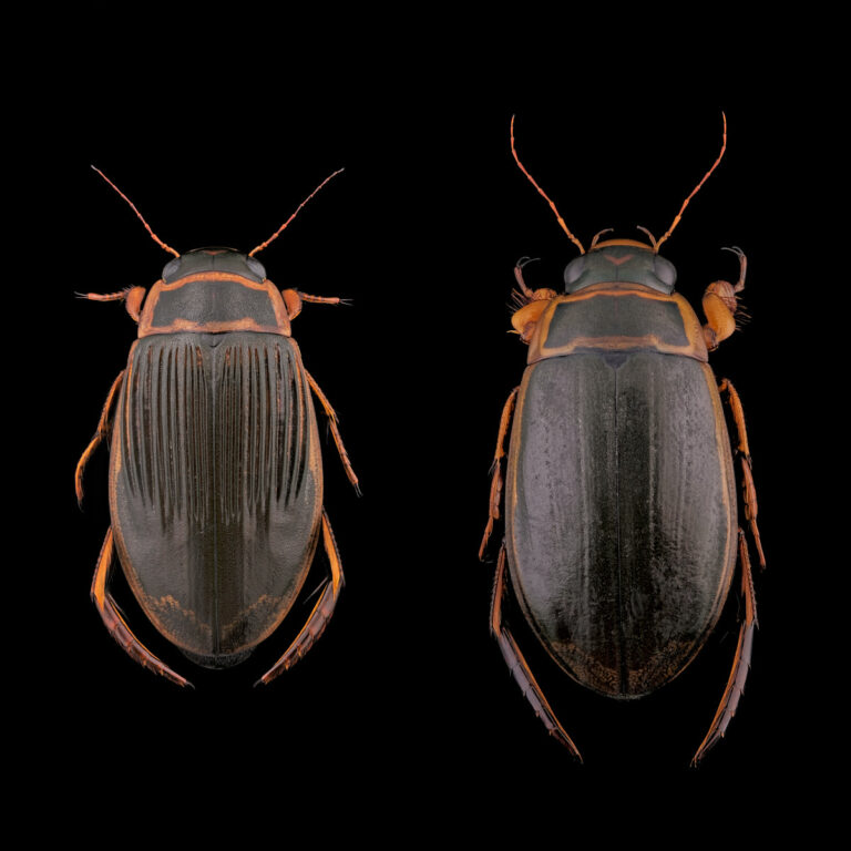 Couple de coléoptères aquatiques Dytiscus pisanus, sur fond noir