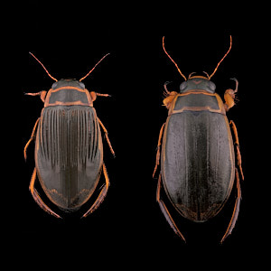 Dytiscus pisanus, mâle et femelle