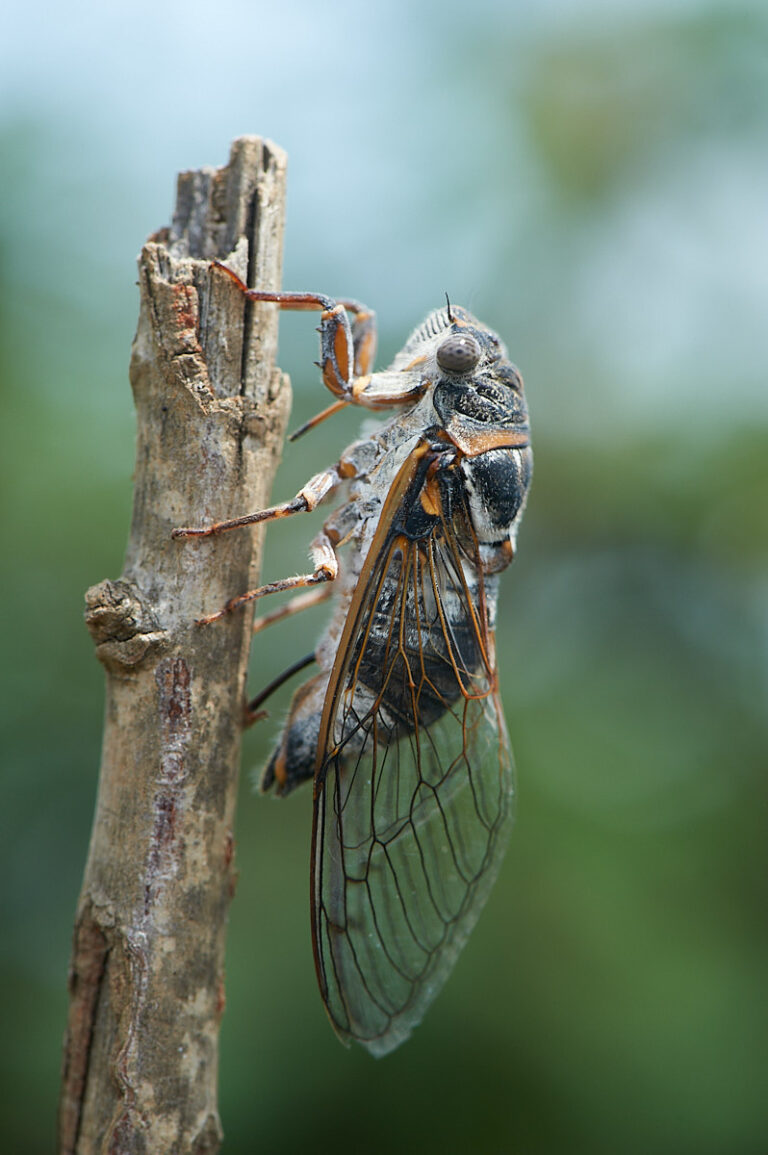 Cigale Lyristes plebejus en train de pondre dans une branche