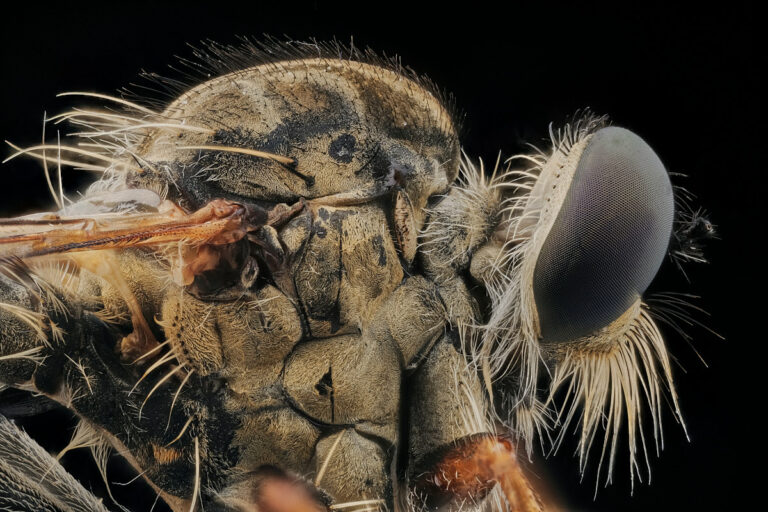Thorax de mouche prédatrice Neomochtherus geniculatus