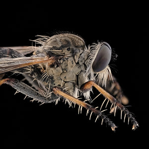 Neomochtherus geniculatus, mouche prédatrice, de profil
