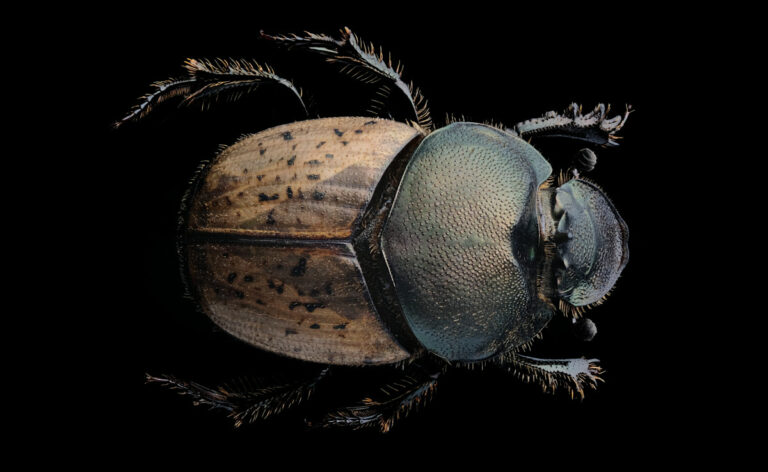 Coléoptère Onthophagus sp de dessus sur fond noir