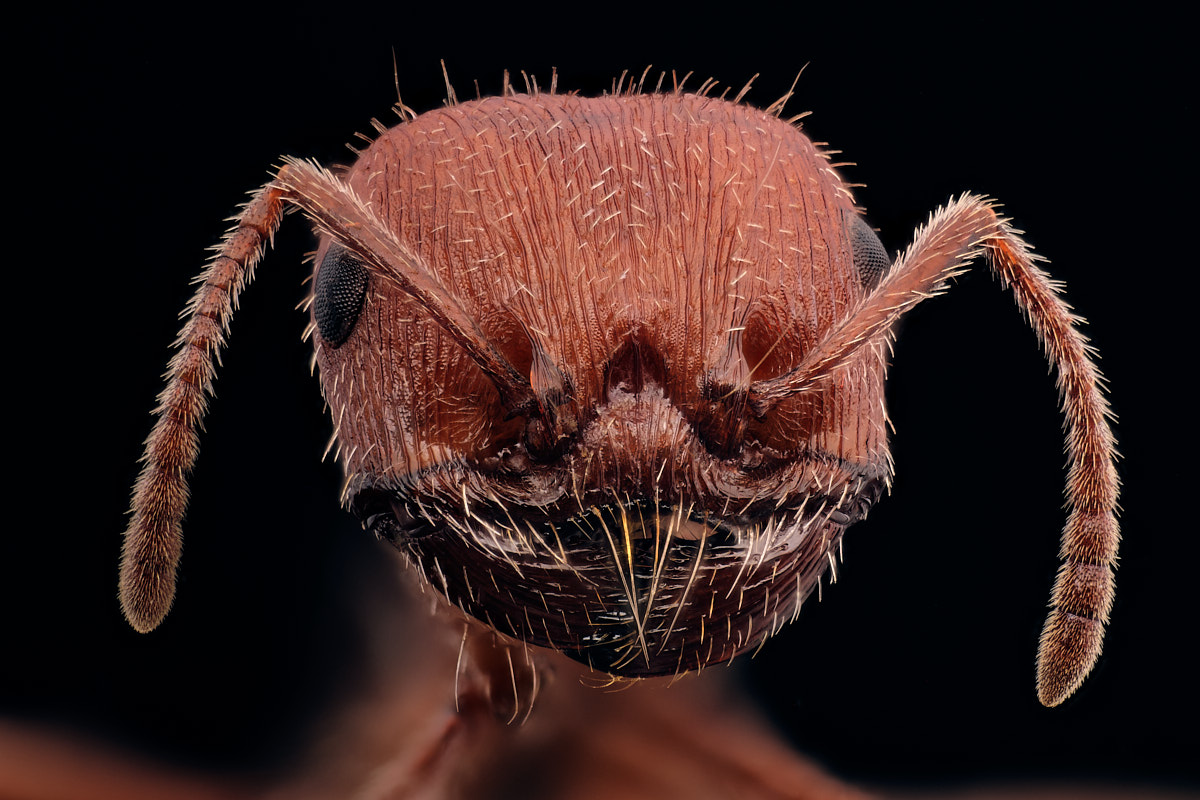 Portrait de fourmi Pogonomyrmex occidentalis, fourmi moissonneuse américaine
