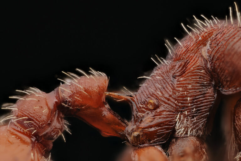 Vue de coté du thorax de fourmi Pogonomyrmex occidentalis