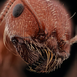 Pogonomyrmex occidentalis, fourmi rouge moissonneuse
