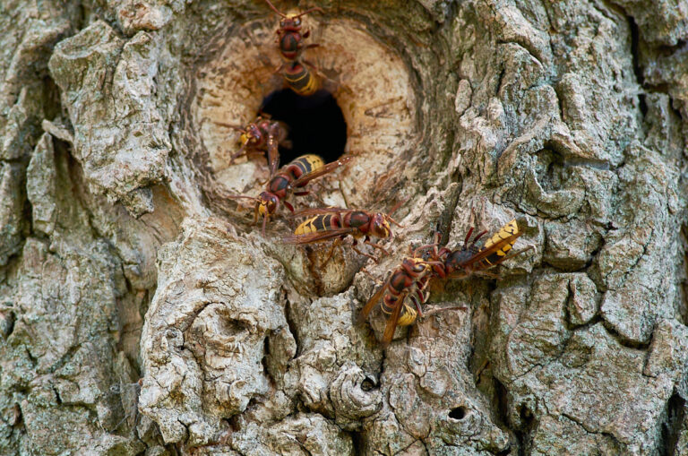 Frelons européens, Vespa crabro, à l'entrée de leur nid dans un tronc d'arbre