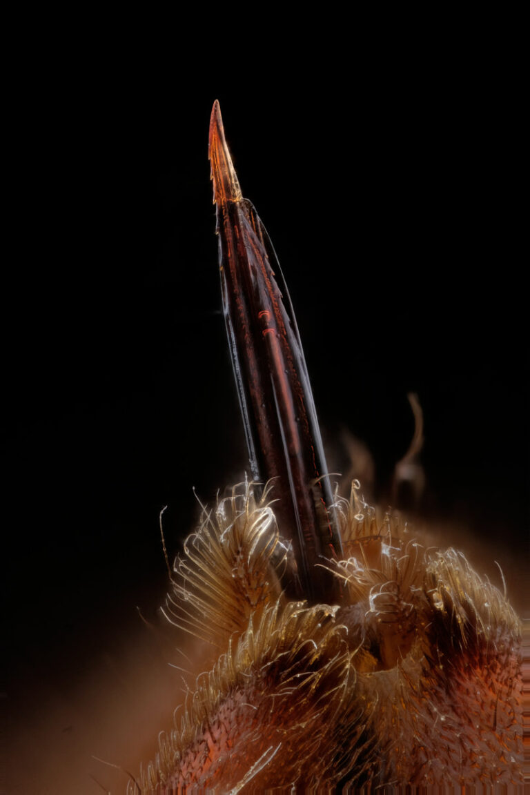 Dard de Vespa velutina, le frelon asiatique