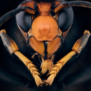 Vespa velutina nigrithorax, frelon asiatique