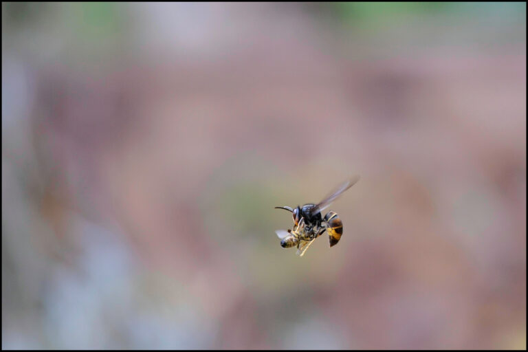 Vespa velutina en vol après avoir capturé une abeille