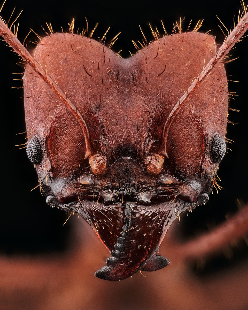 Portrait de fourmi coupeuse de feuilles Atta sexdens