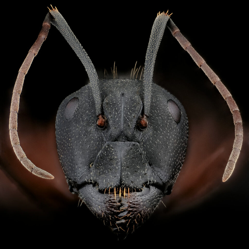 Portrait de fourmi Camponotus cruentatus