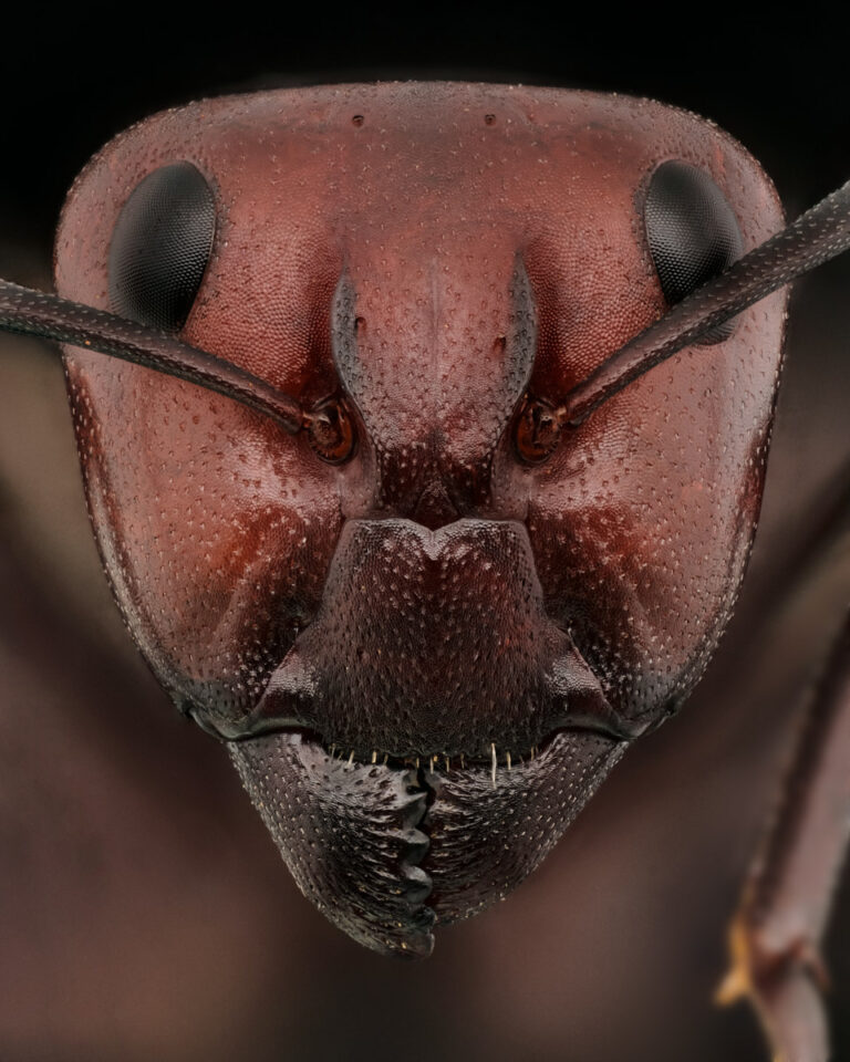 Tête de fourmi Camponotus detritus major de face