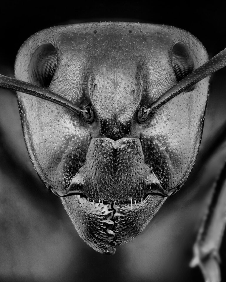 Portrait de fourmi Camponotus detritus major en noir et blanc