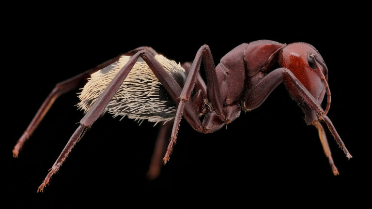 Fourmi Camponotus detritus major vue de coté