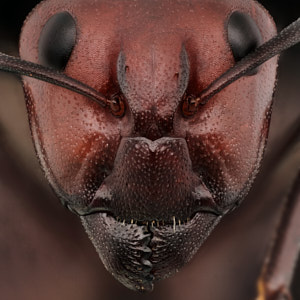 Camponotus detritus, fourmi des dunes