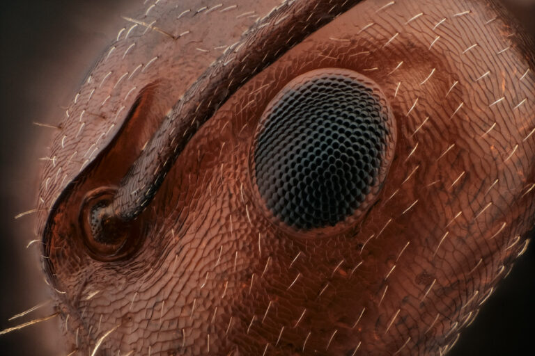 Détail sur l'œil d'une fourmi Camponotus lateralis