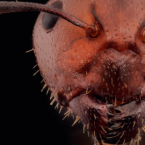 Vignette de fourmi Camponotus lateralis