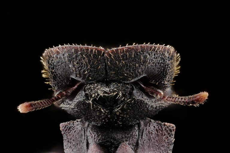Tête de fourmi Cephalotes pallens de face