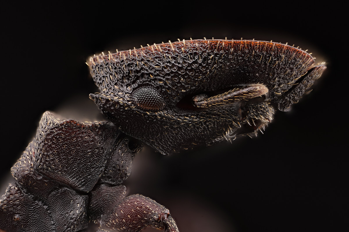 Portrait de fourmi Cephalotes pallens