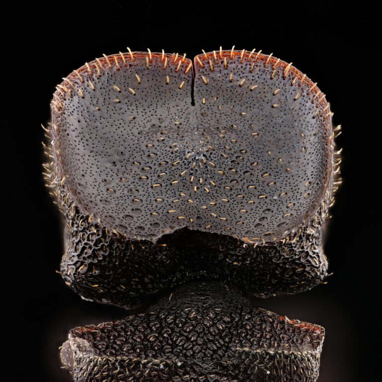 Dessus de la tête d'une fourmi-tortue Cephalotes pallens