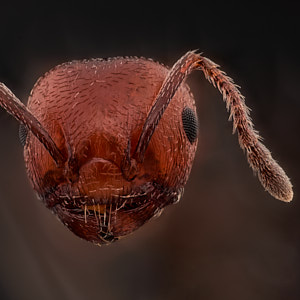 Crematogaster scutellaris, la fourmi acrobate