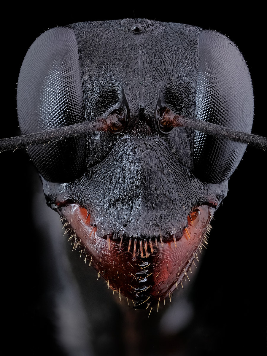 Portrait de fourmi Gigantiops destructor