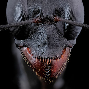 Vignette de fourmi gigantiops destructor