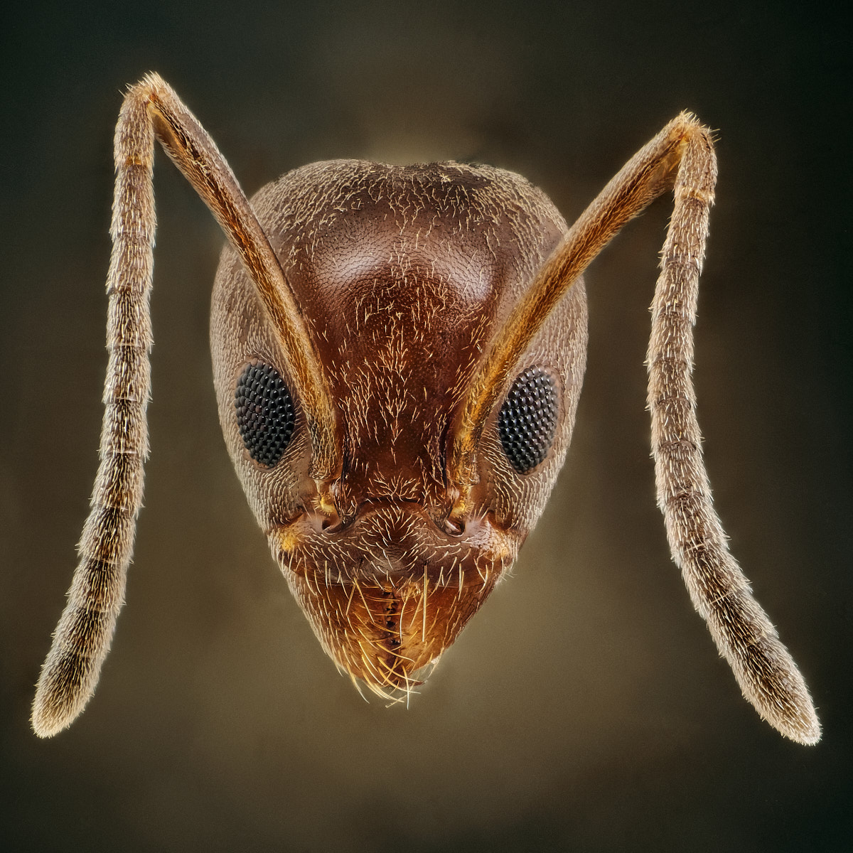 Portrait de la fourmi d'Argentine, Linepithema humile