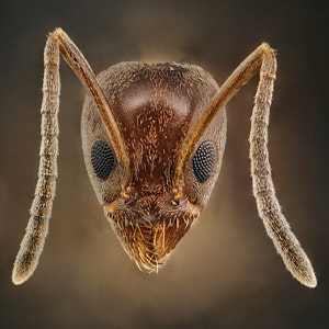 Vignette de Linepithema humile, la fourmi d'Argentine