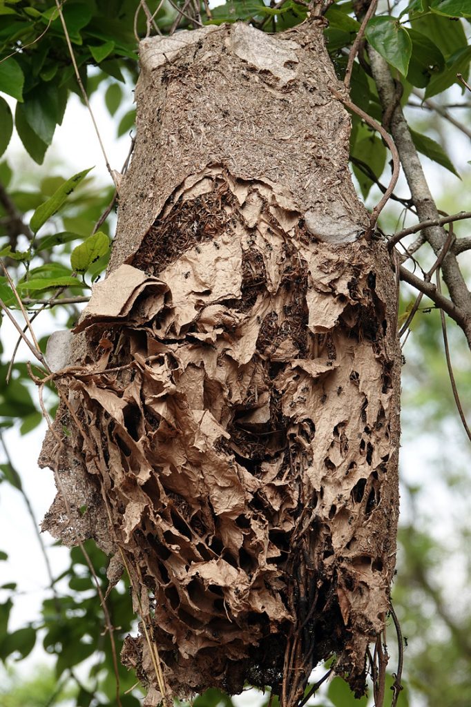 Nid de fourmi du genre Polyrhachis, dans un arbre