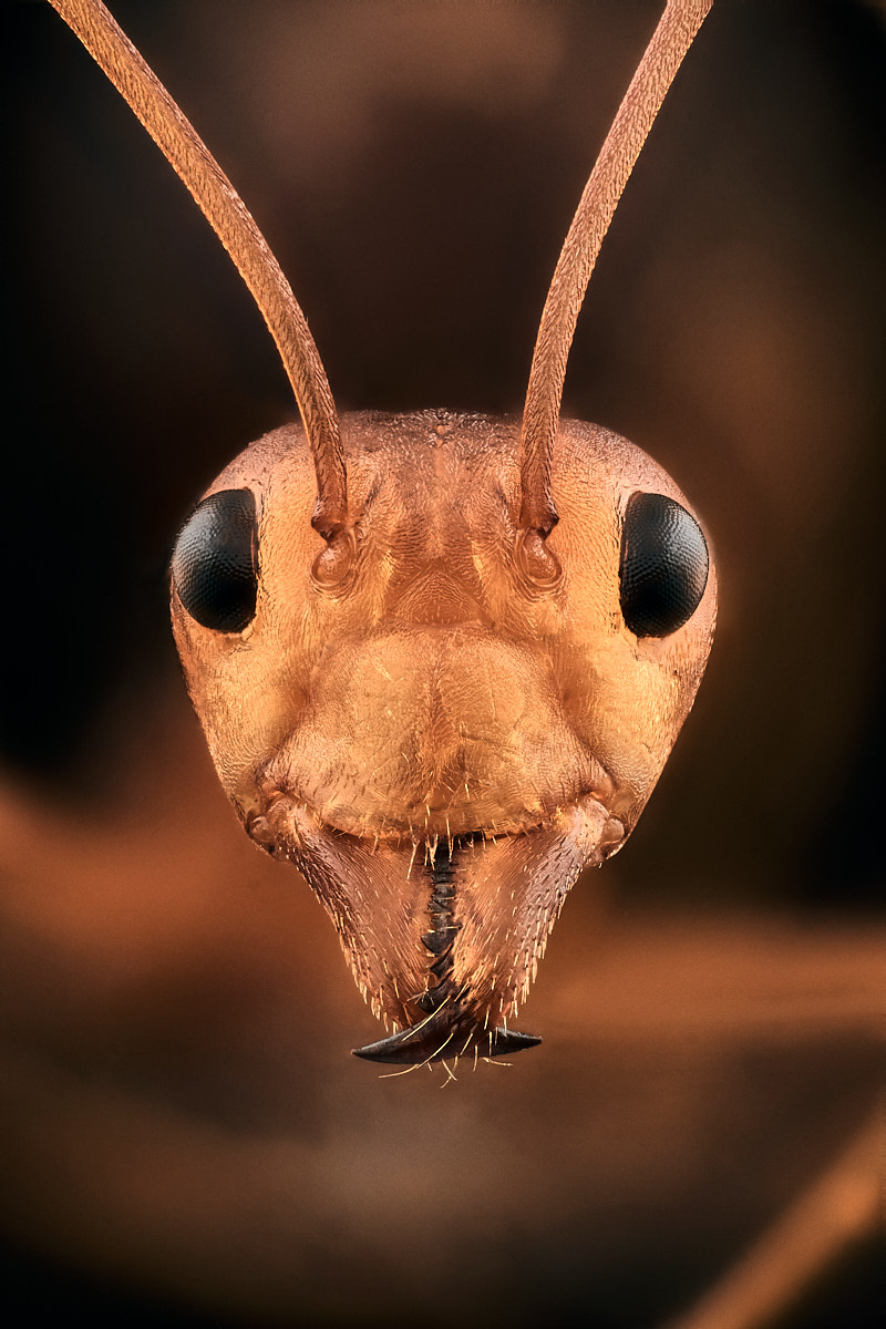 Ouvrière de fourmi tisserande Oecophylla smaragdina